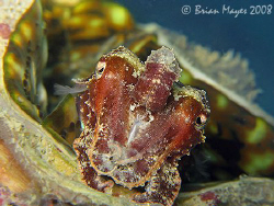 Cuttlefish (Sepia latimanus) inside a giant clam. <><><><... by Brian Mayes 